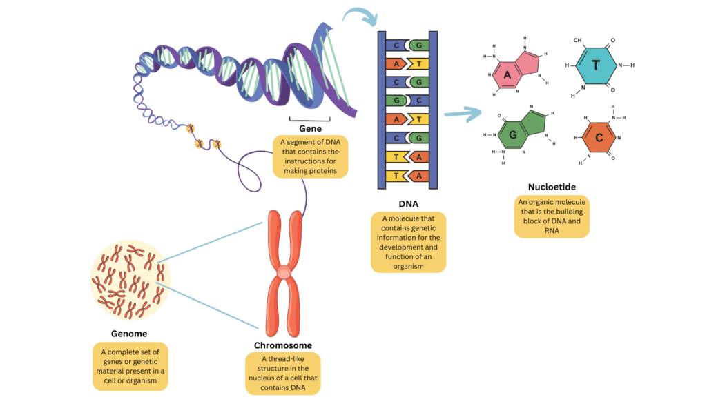 What Is A Genome MyGenom